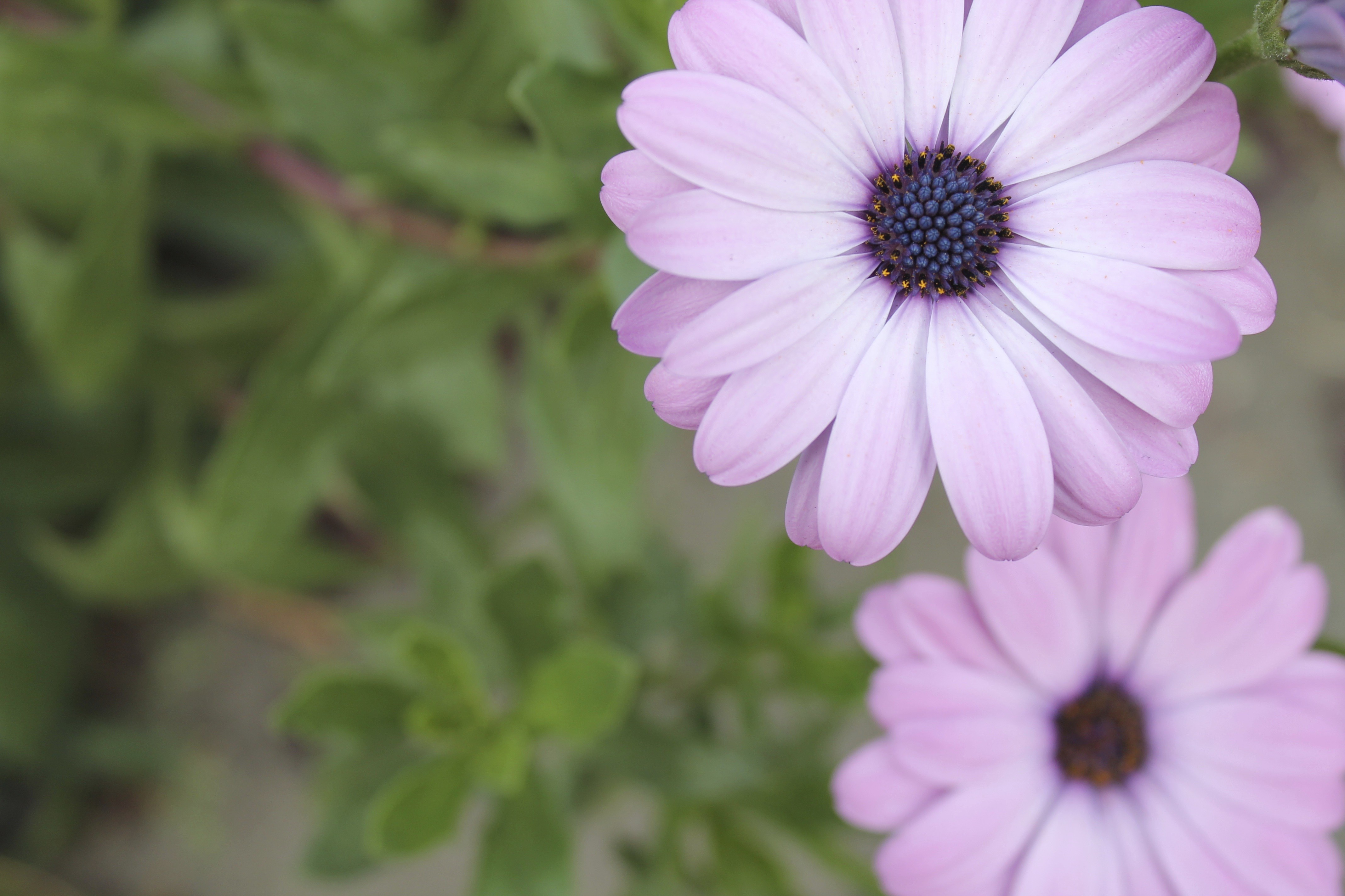 免费照片花瓣呈柔和的粉红色。