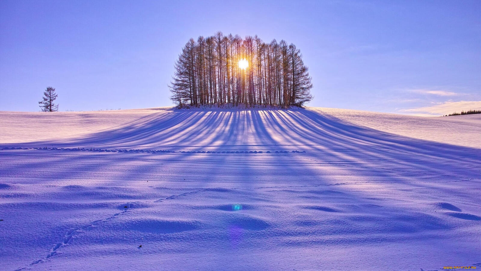 Бесплатное фото Островок с деревьями на снежном поле