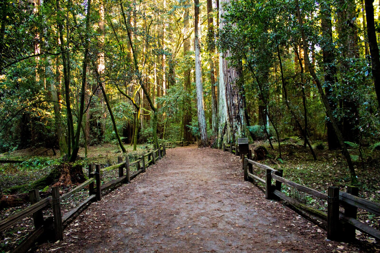Бесплатное фото Широкая пешеходная дорожка в хвойном лесу