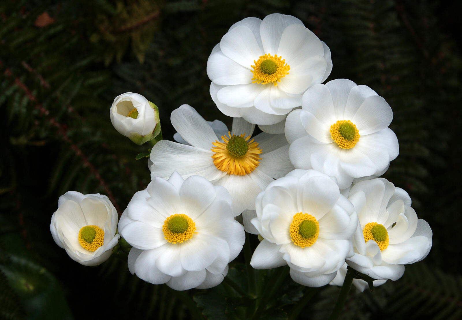 Бесплатное фото Нежные белые цветочки