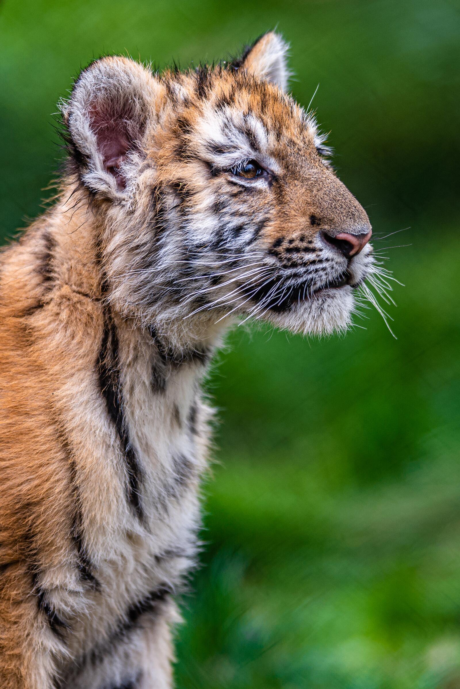 Free photo Wallpaper with a little tiger cub