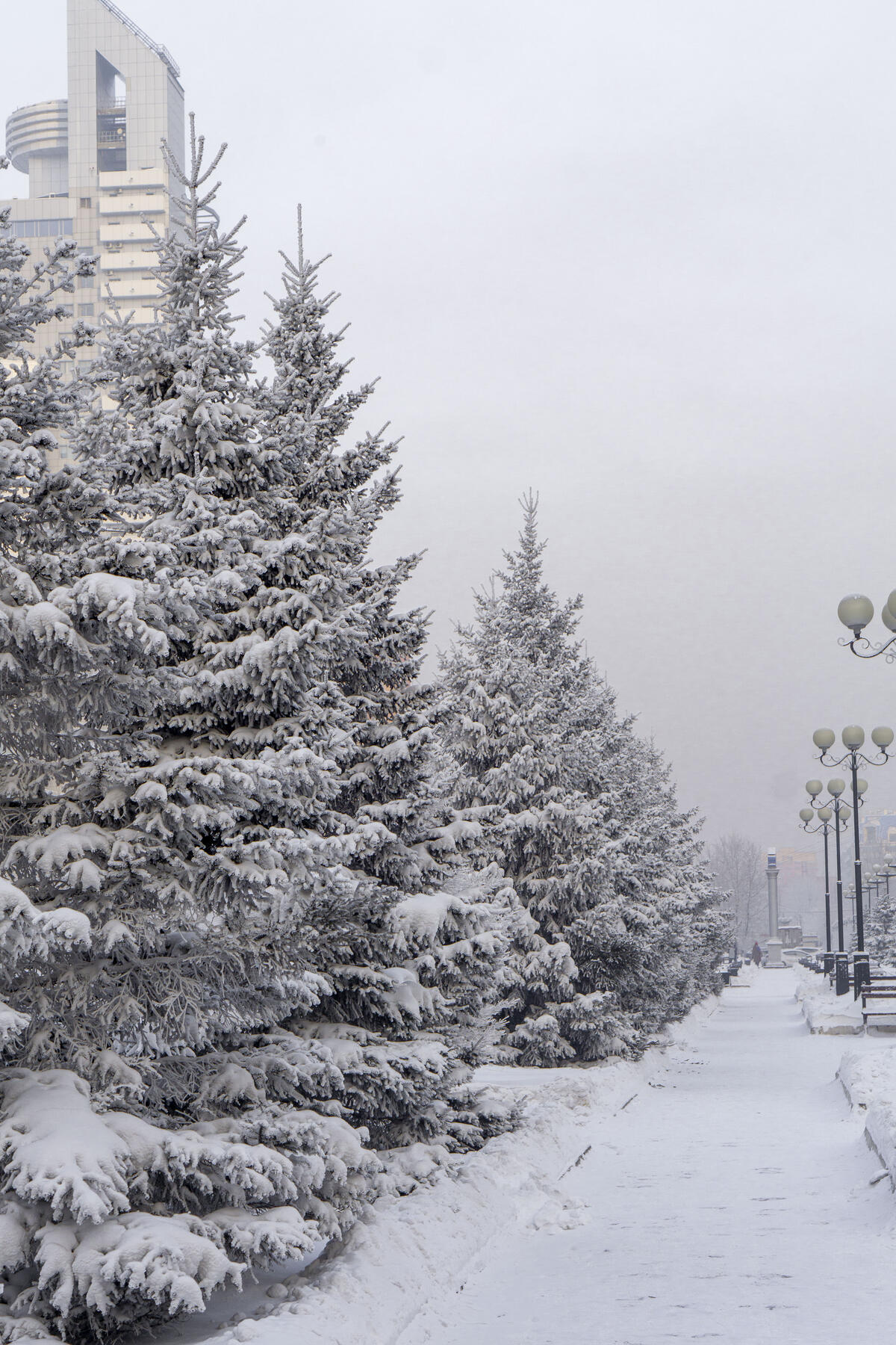 Елки покрытые снегом в парке зимой
