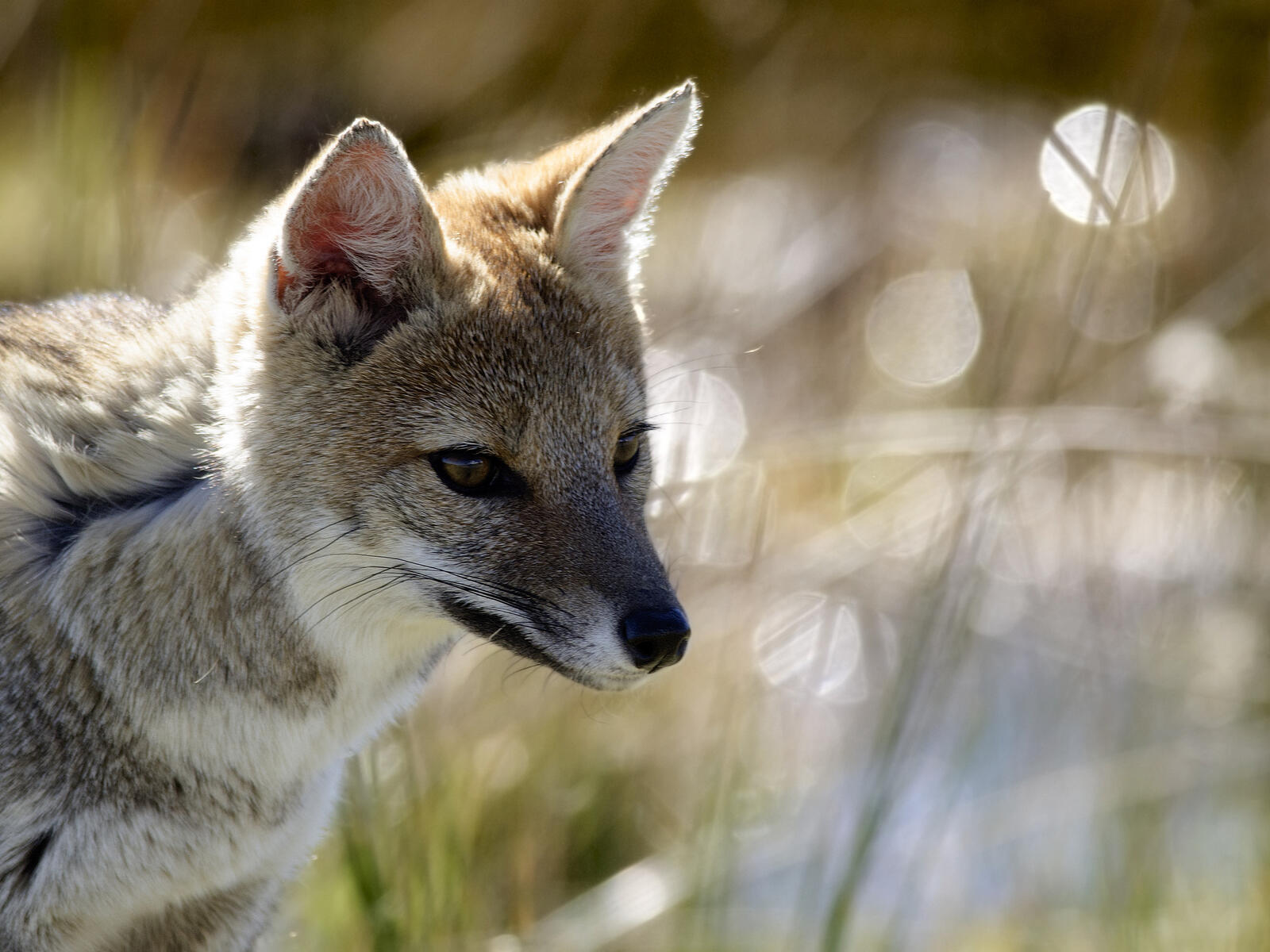 Free photo Portrait of a prairie fox