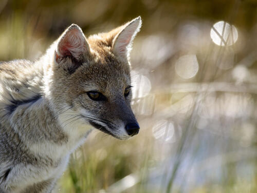 Portrait of a prairie fox