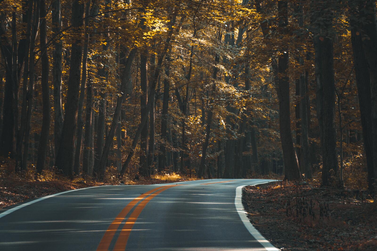 Бесплатное фото Асфальтированная дорога в осеннем лесу с желтой листвой
