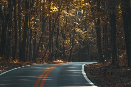 Асфальтированная дорога в осеннем лесу с желтой листвой