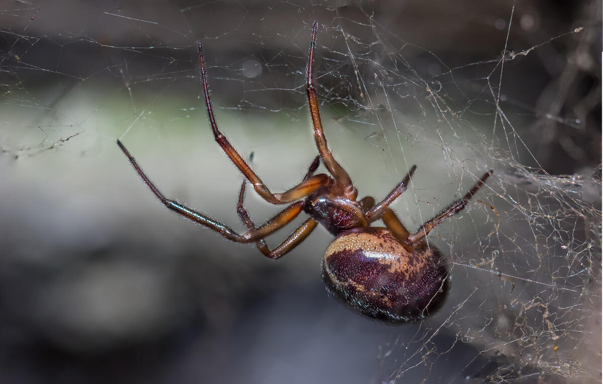 Большой паук плетет паутину