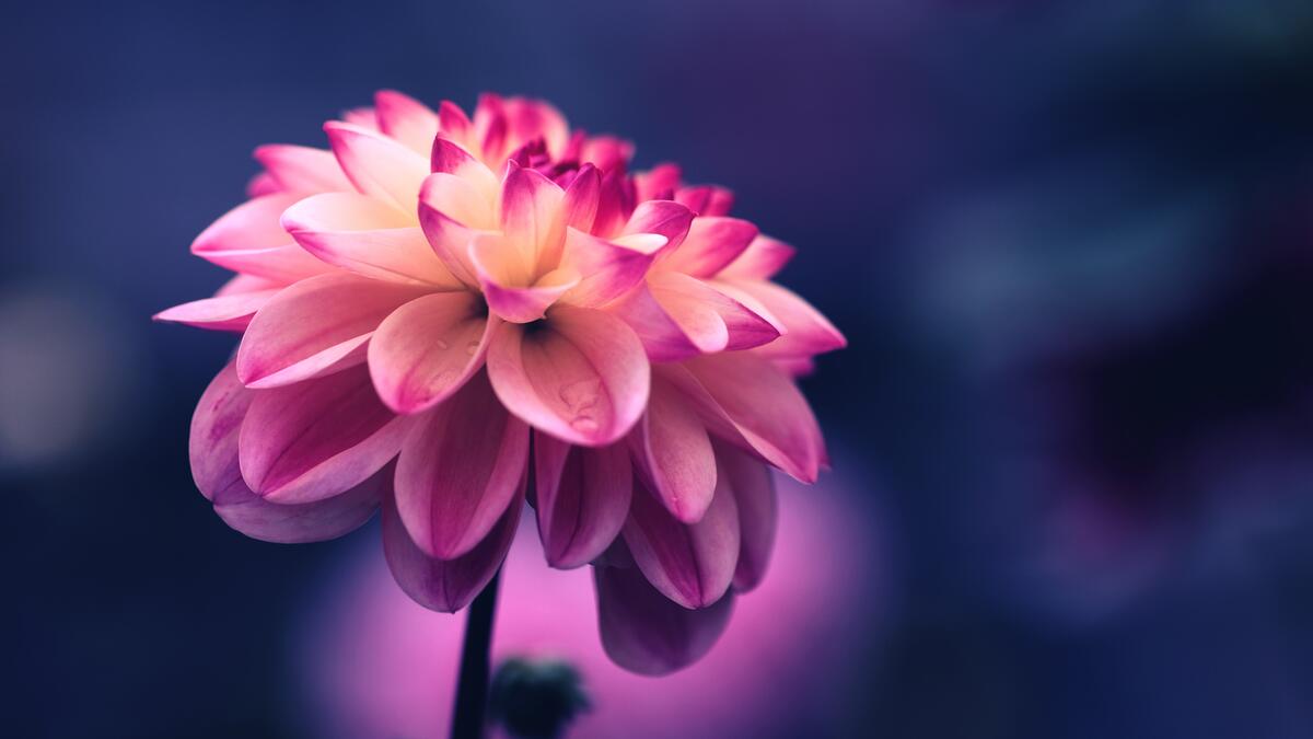 Розовый красивый цветок георгина