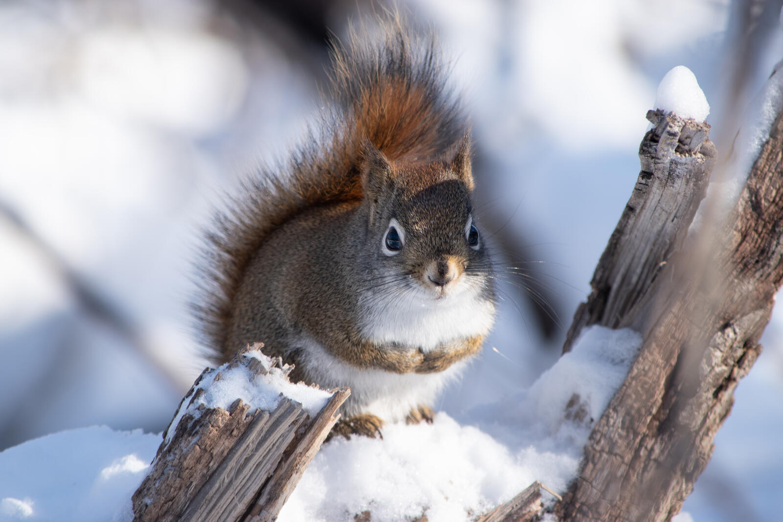 免费照片冬天，一只胖乎乎的小松鼠坐在篱笆上