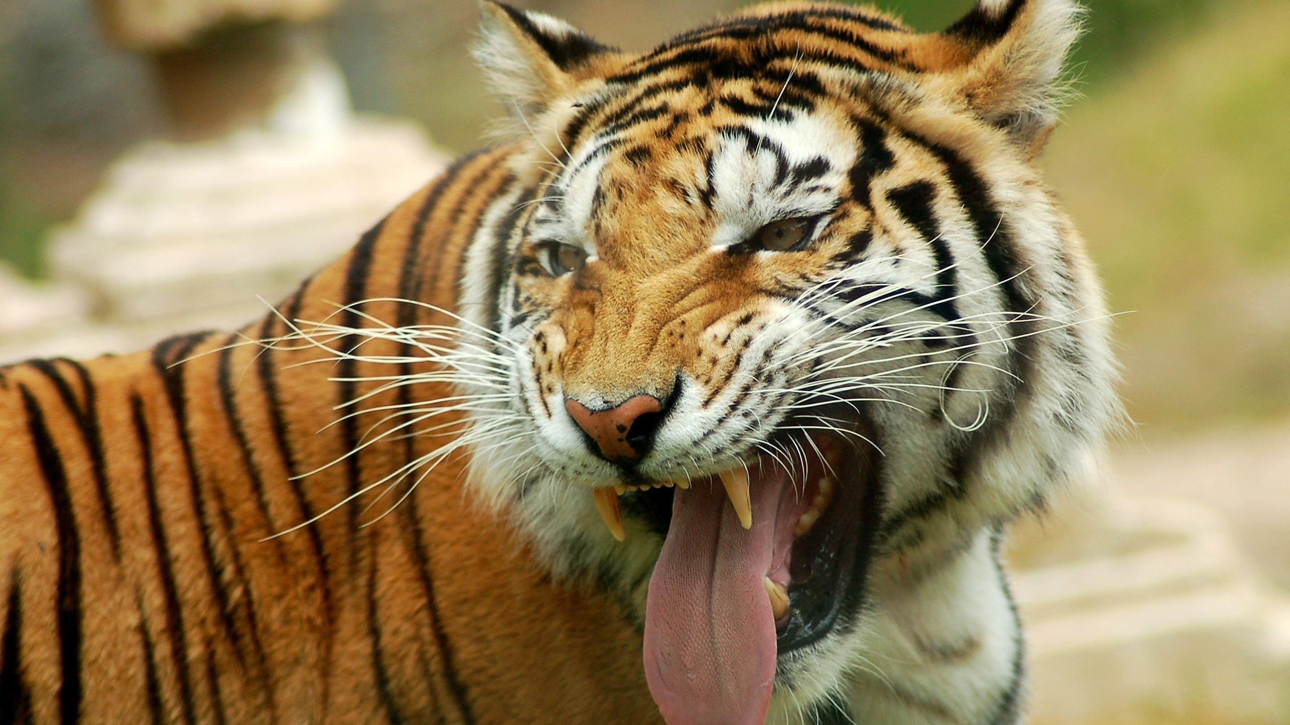 Wallpapers tiger teeth tongue on the desktop
