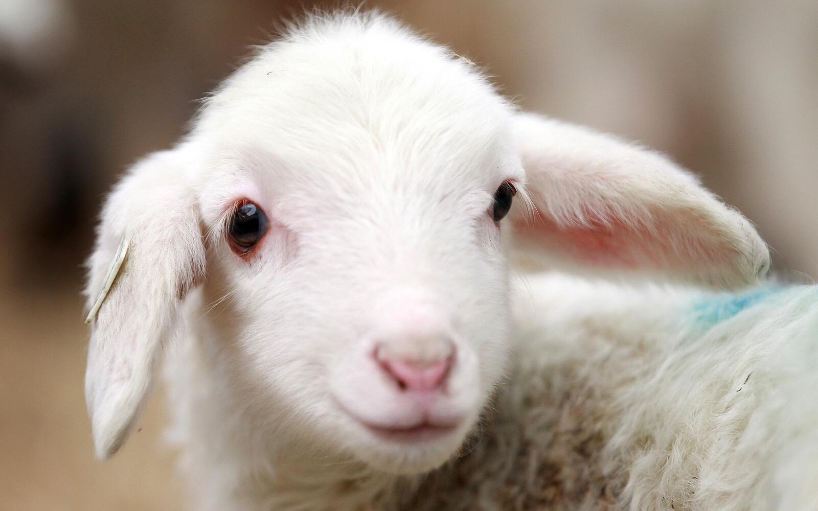 Бесплатное фото Маленькая овечка