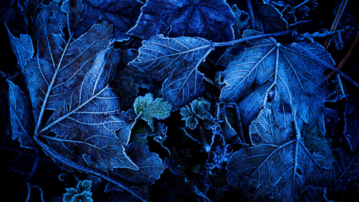 Замороженные опавшие листья