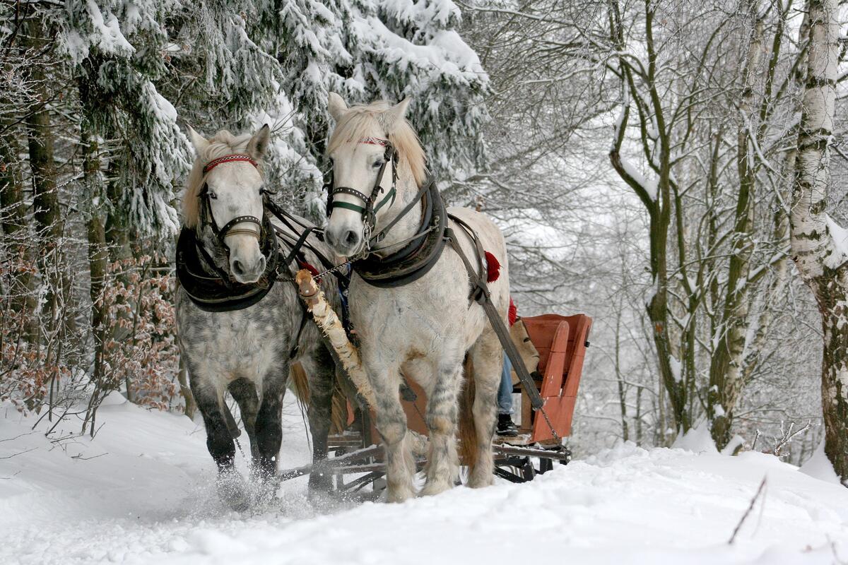Две белые лошади тянут сани по снежному лесу