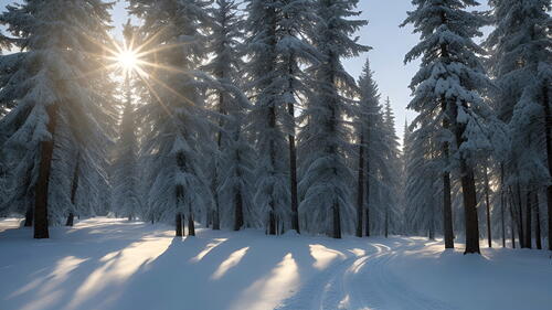 Spruce trees in snow and sunshine