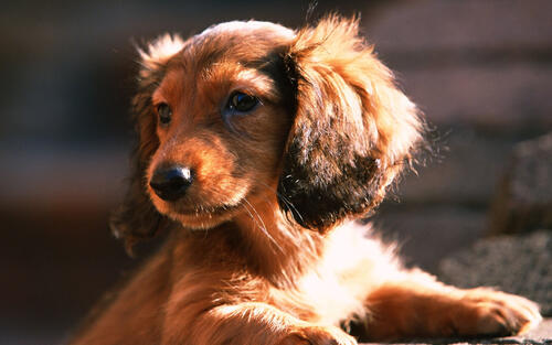 Lop-eared puppy