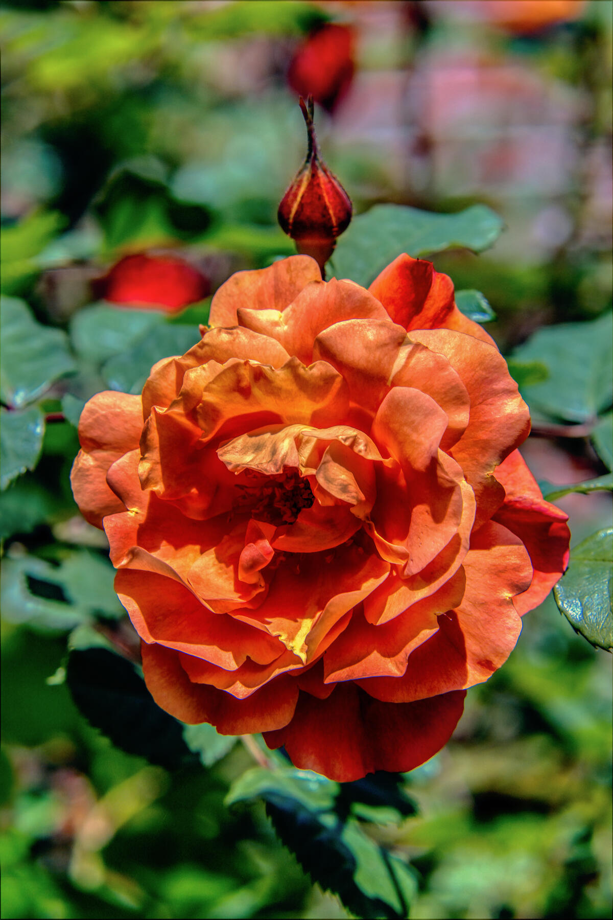 Оранжевая роза на приусадебном участке