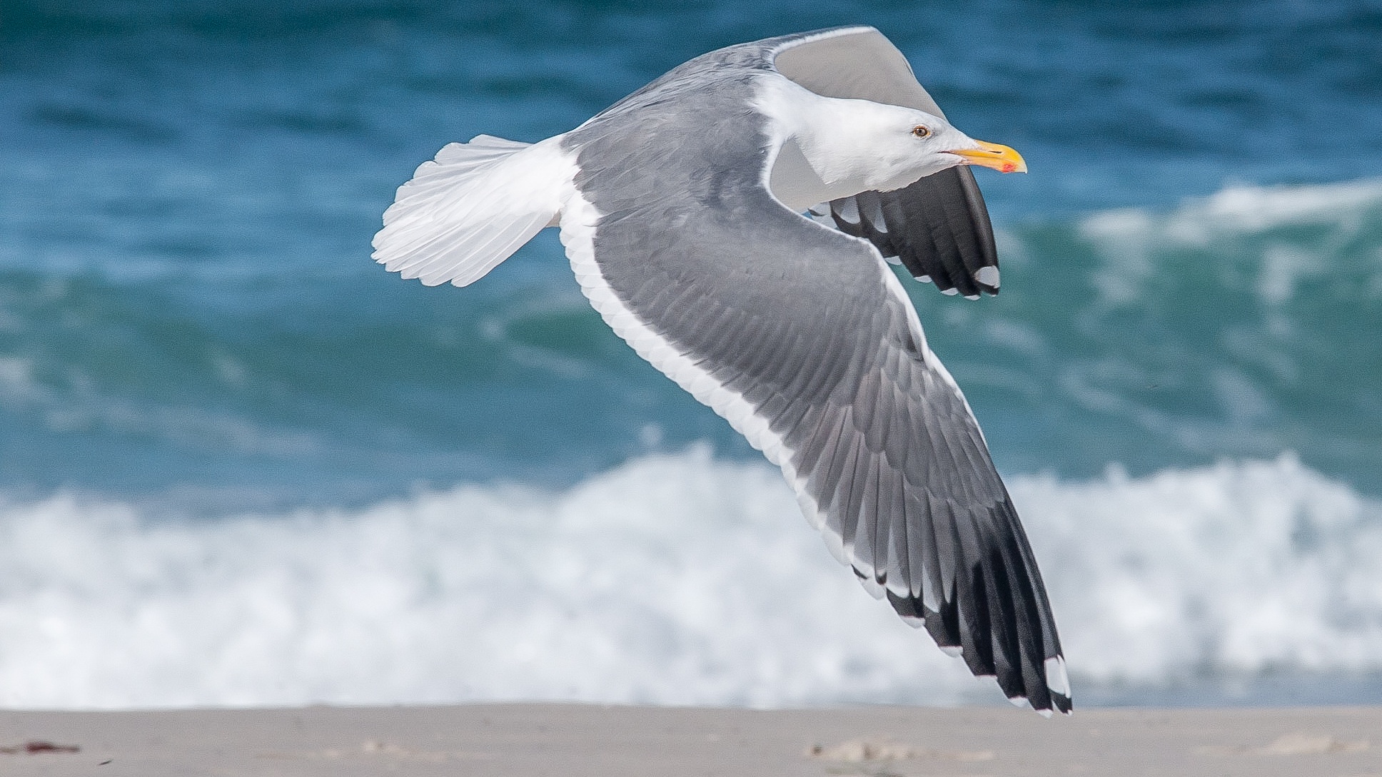 Free photo A sea gull in flight