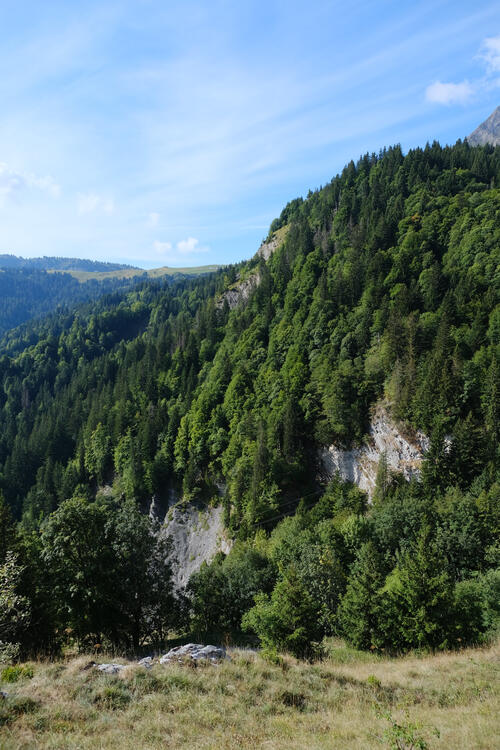 Trees growing on a steep mountainside