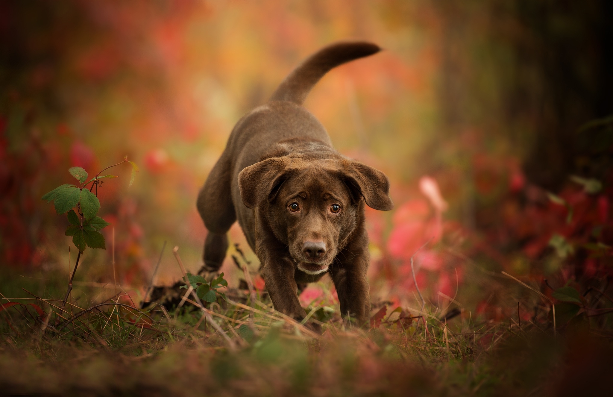 免费照片一只受惊的拉布拉多猎犬