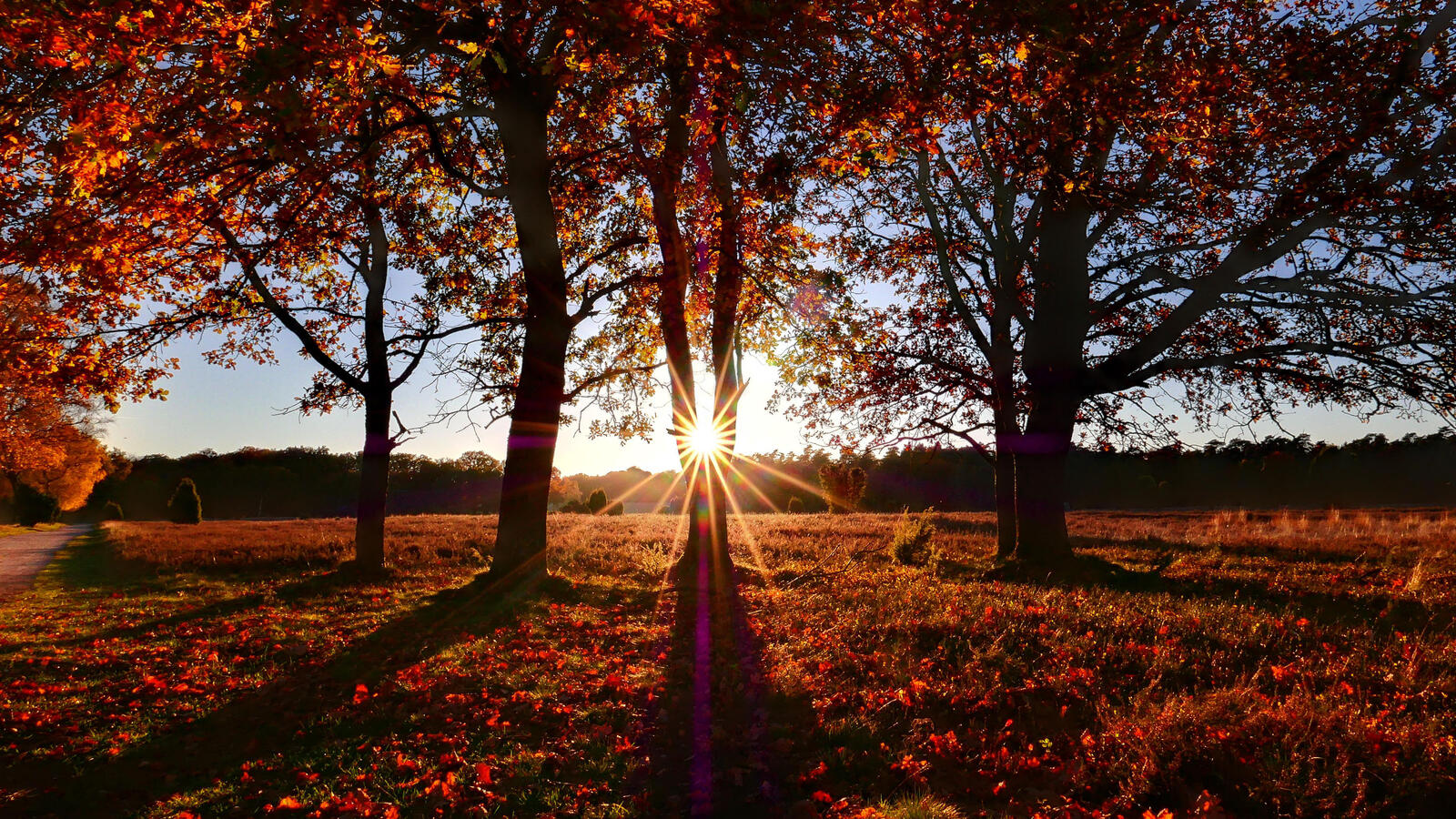 Бесплатное фото Солнечные лучи на закате в лесу