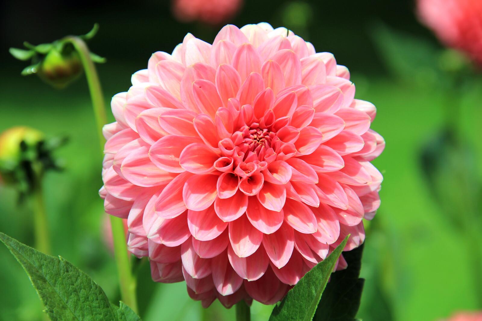 Бесплатное фото Прекрасный розовый цветок георгина