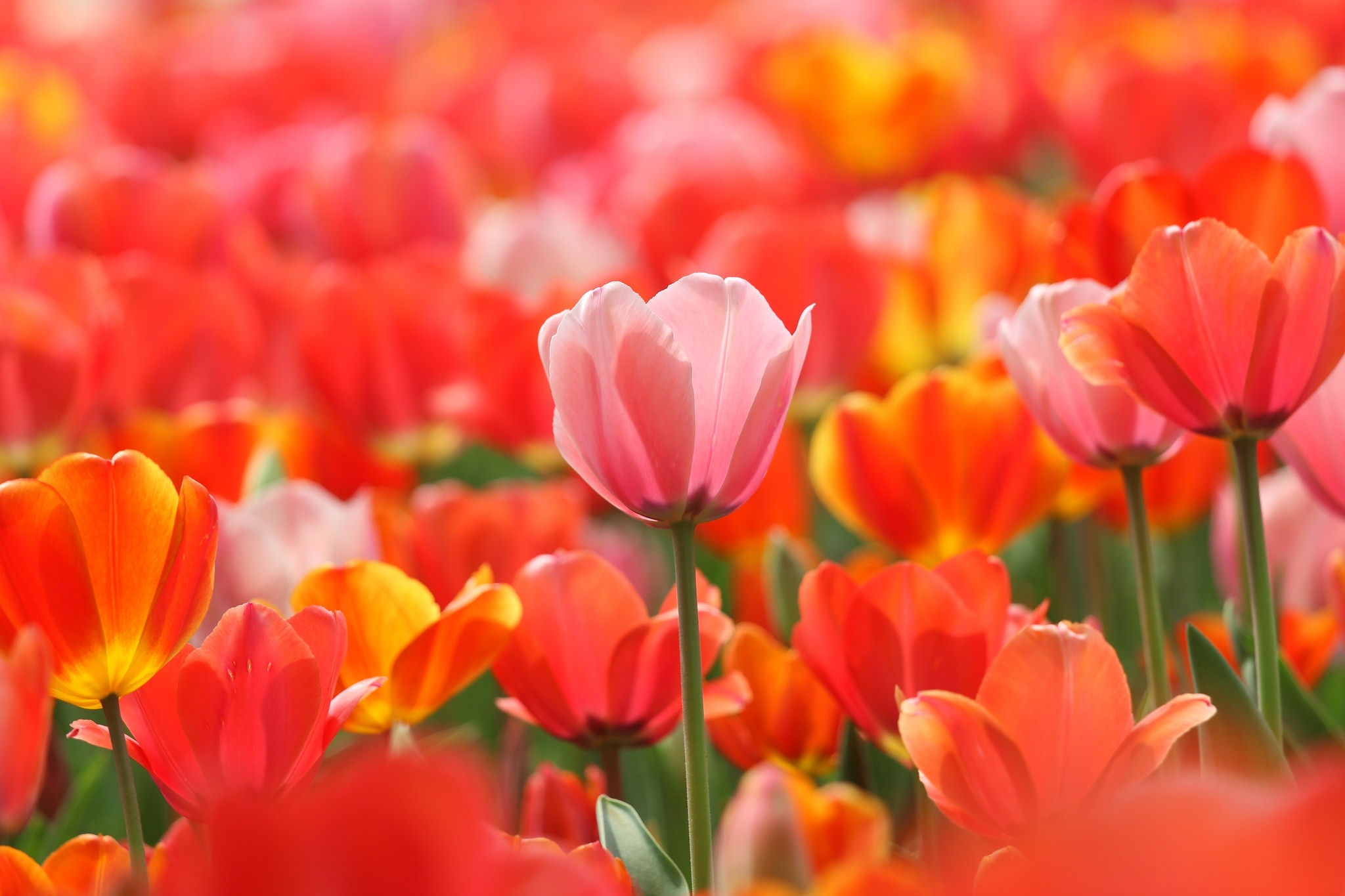Бесплатное фото Большое поле с красными тюльпанами