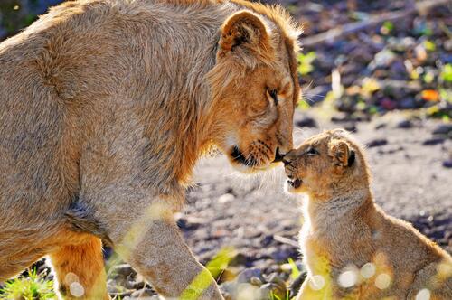 A lion cub and his brother from the Pride Parade.