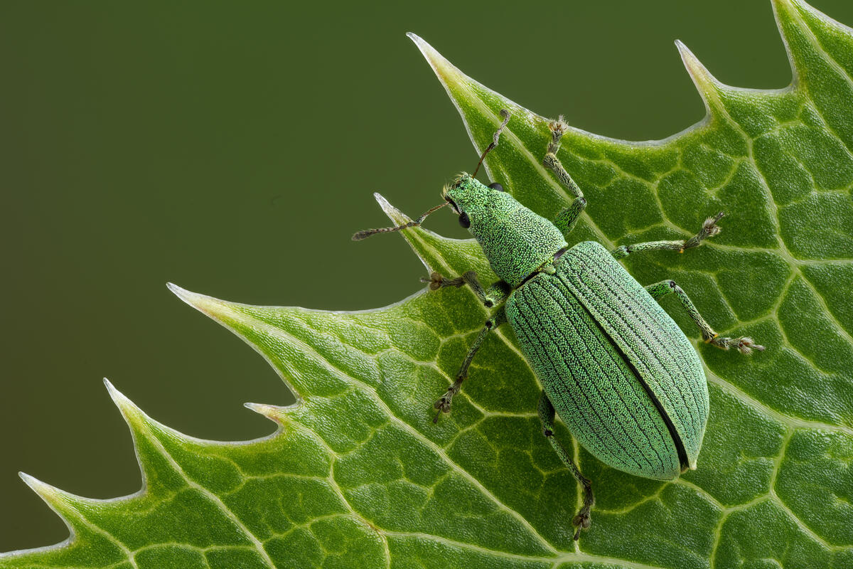 Зеленый жук на зеленом листке
