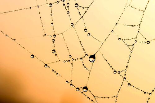 Raindrops on a spider`s web