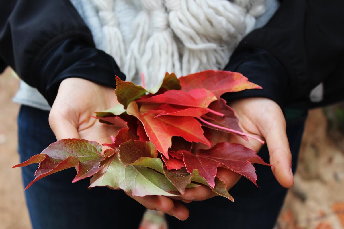Осенние опавшие листья клена в ладонях девушки