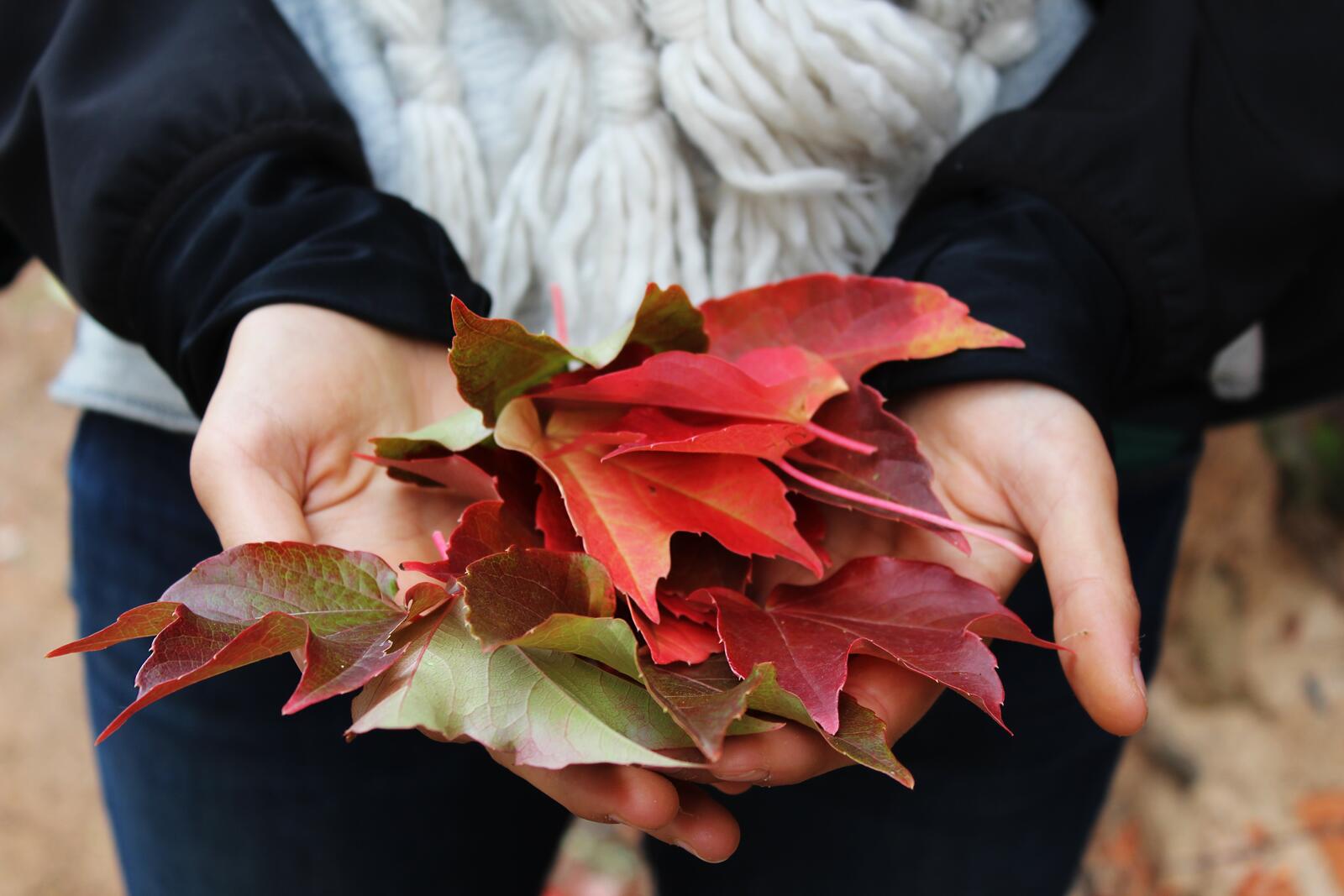 Free photo Autumn fallen maple leaves in the hands of a girl