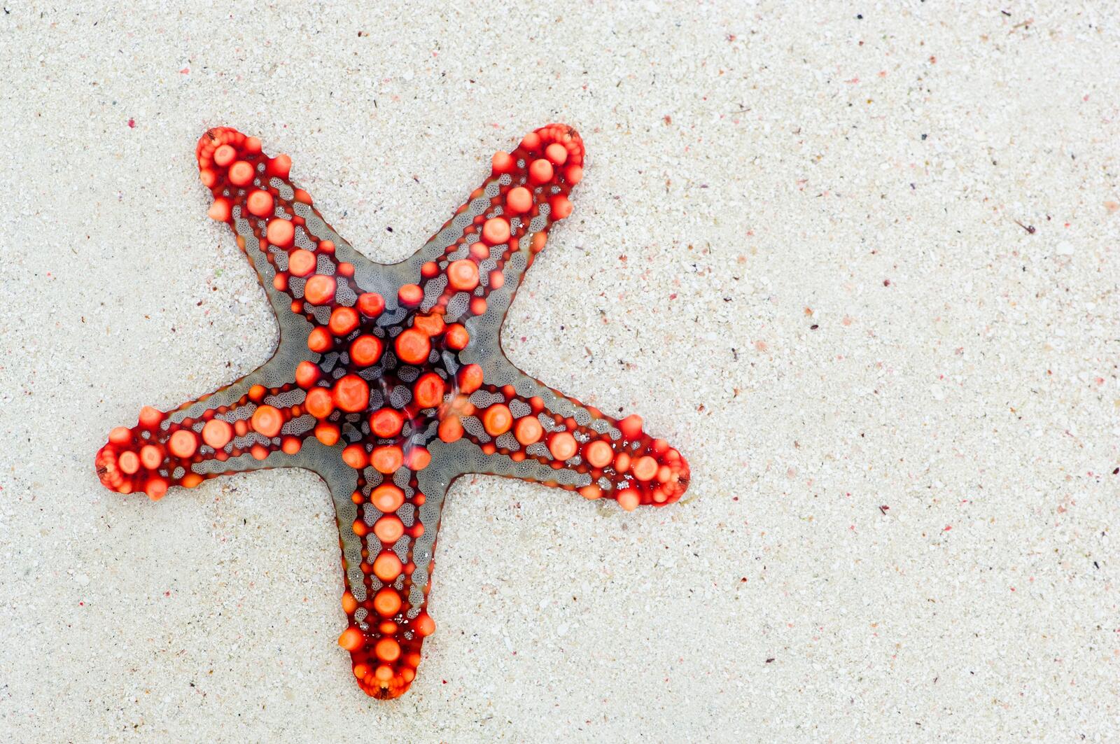 Free photo A transparent starfish on white sand.