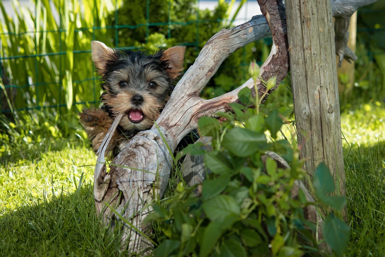 Free photo A Yorkshire terrier peeks out from behind a branch.