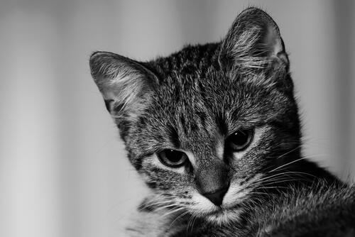 Black and white portrait of a striped cat