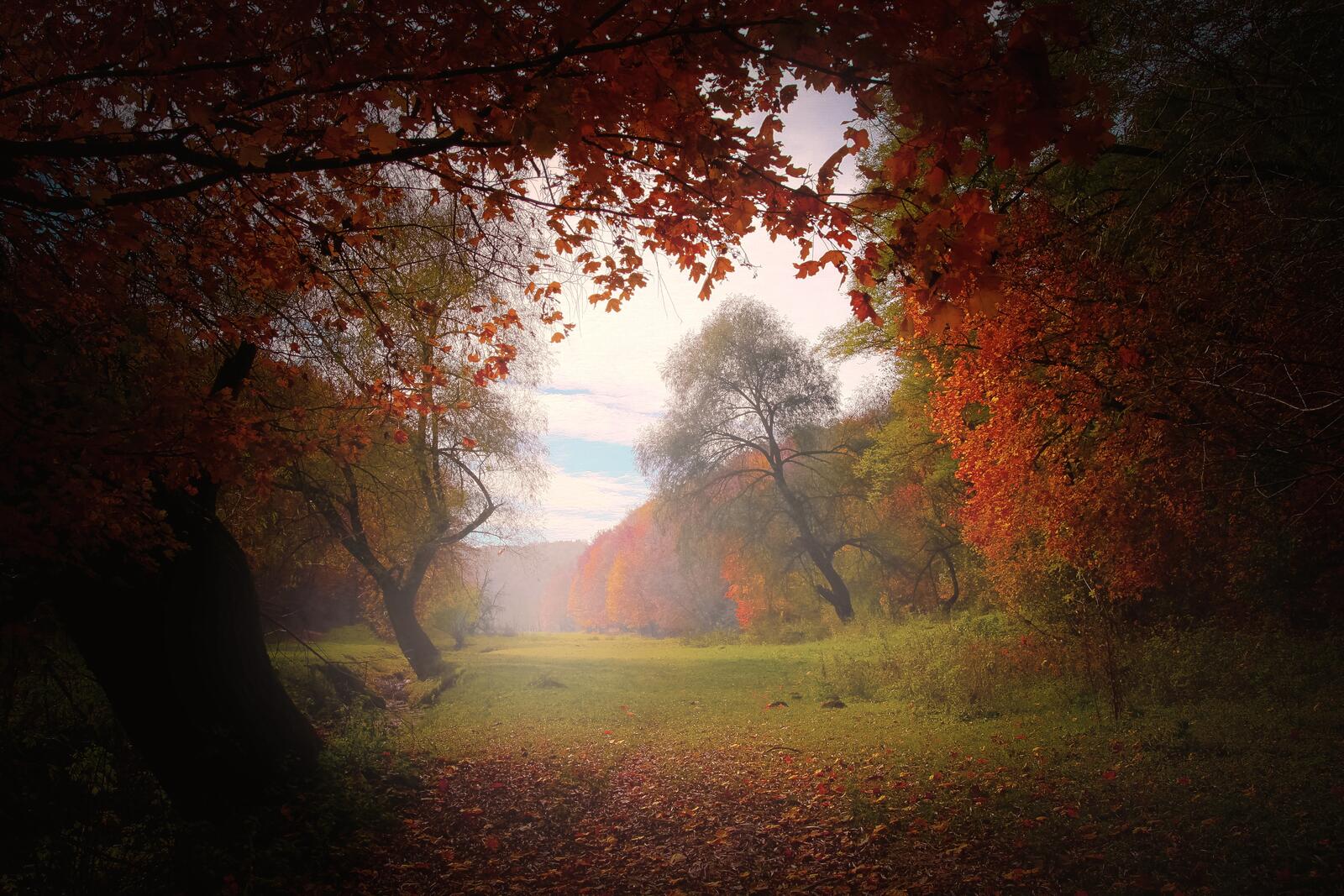 Free photo Coming out of the fall forest to a misty clearing