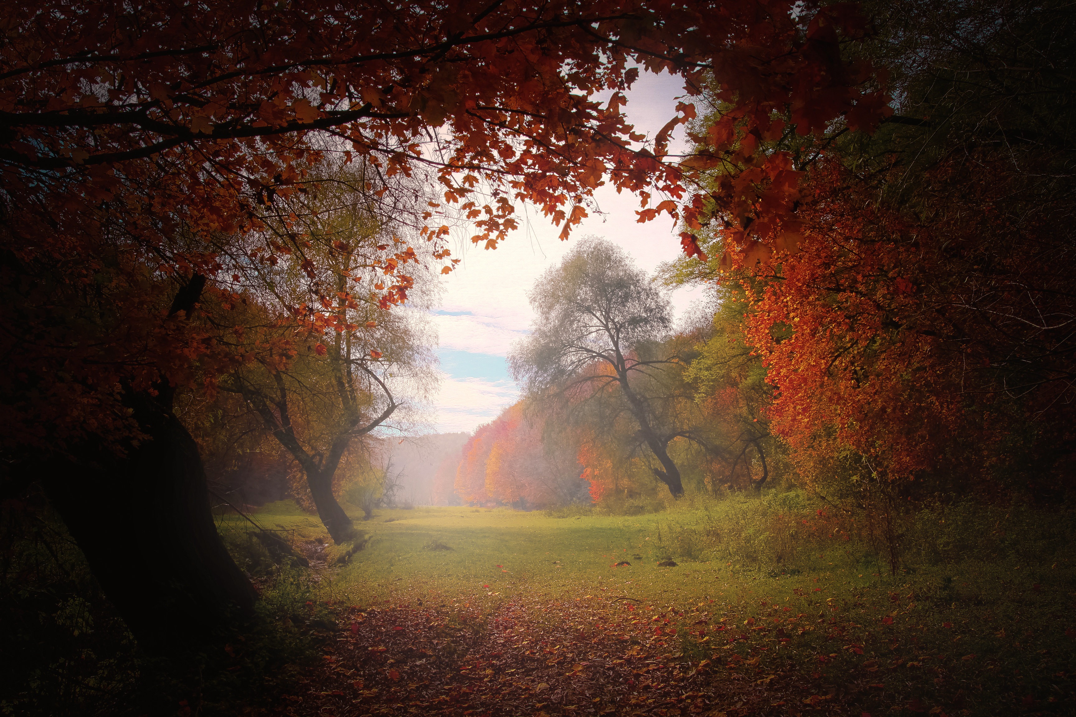 免费照片走出秋林，来到一片雾蒙蒙的空地