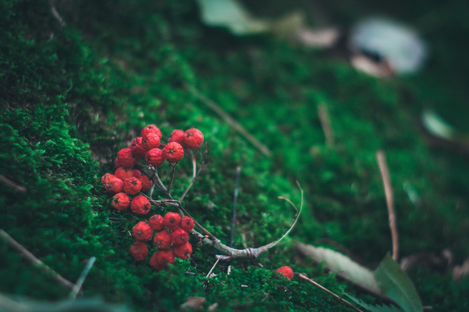 Бесплатное фото Веточка с высохшими ягодами рябины