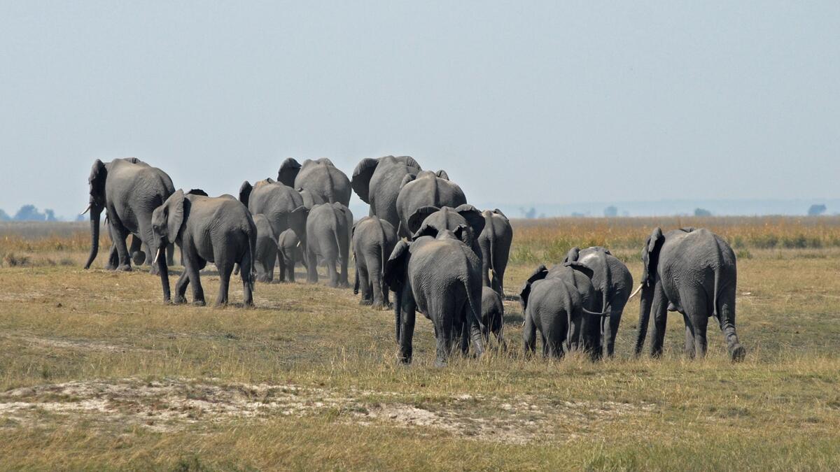 A large herd of elephants changes residence