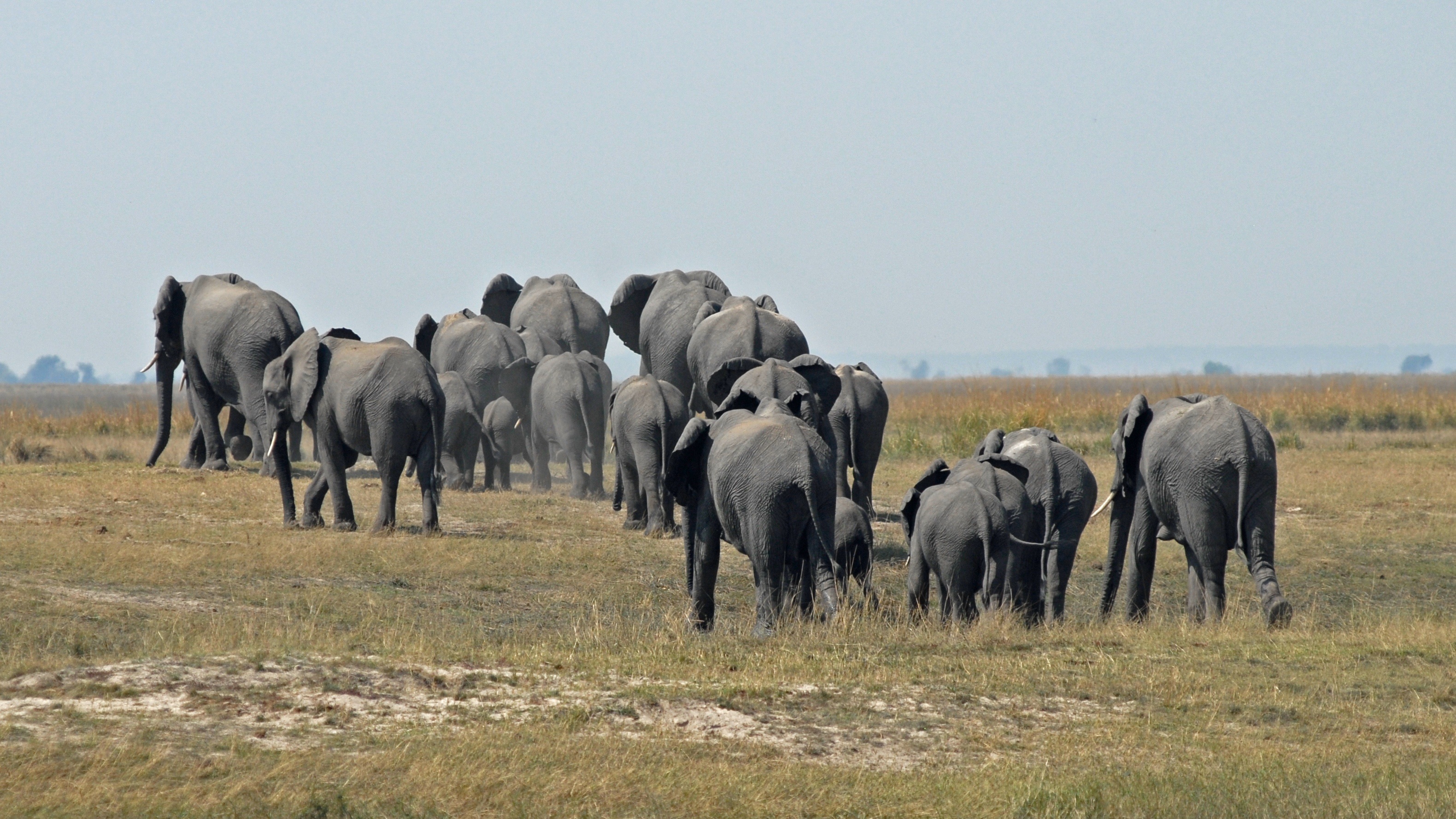 Большая стая слонов меняет место жительства