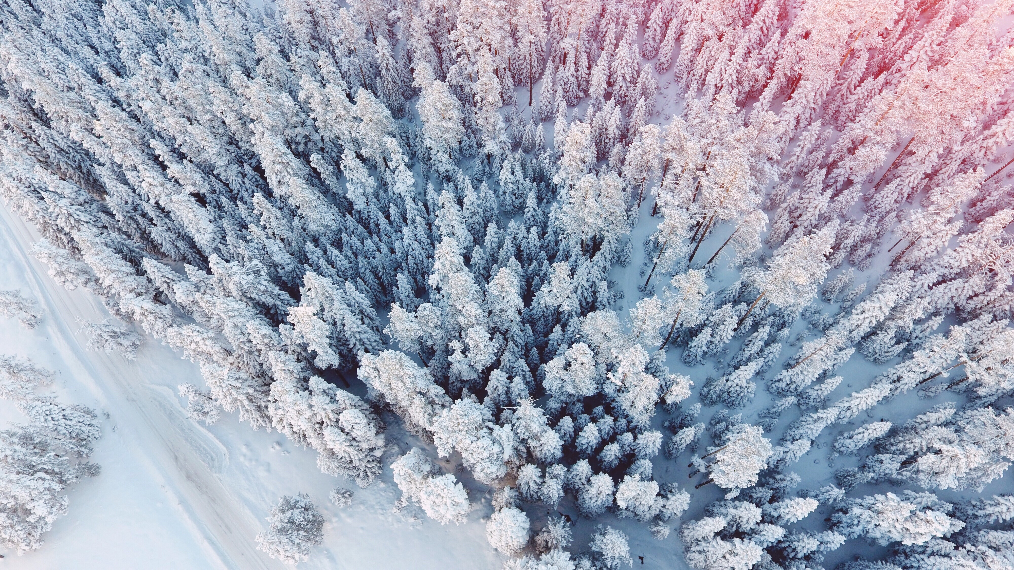 免费照片从四旋翼飞行器上俯瞰雪中的圣诞树