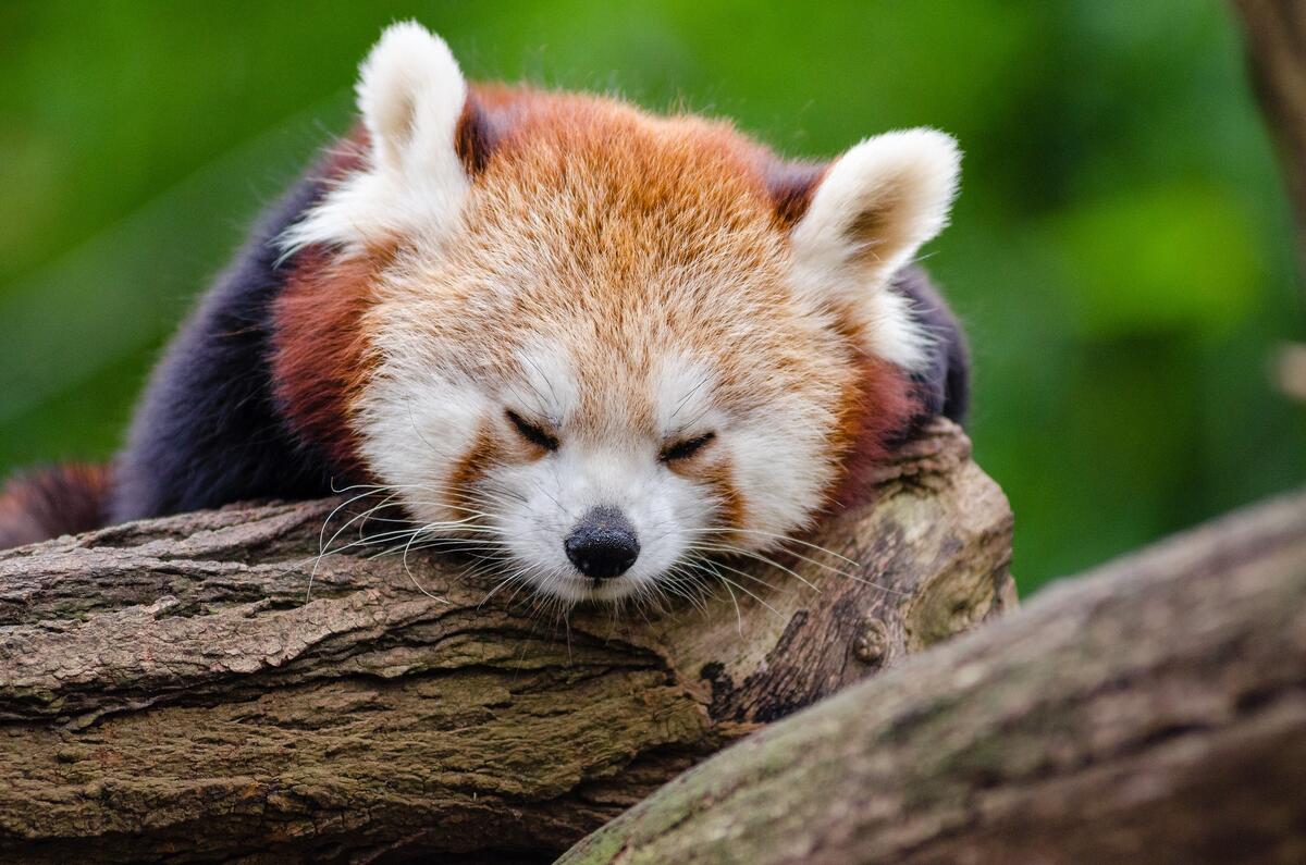 A red panda lying on a fallen tree.