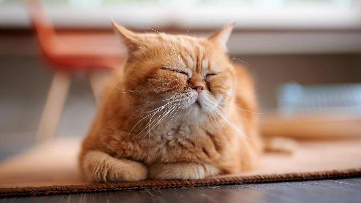 Сонный рыжий кот