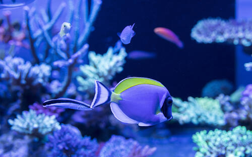 Фиолетовая аквариумная рыбка с зелёным плавником