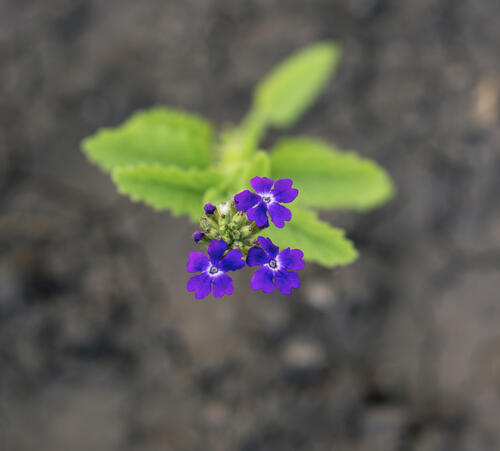Purple verbena hybrid flower