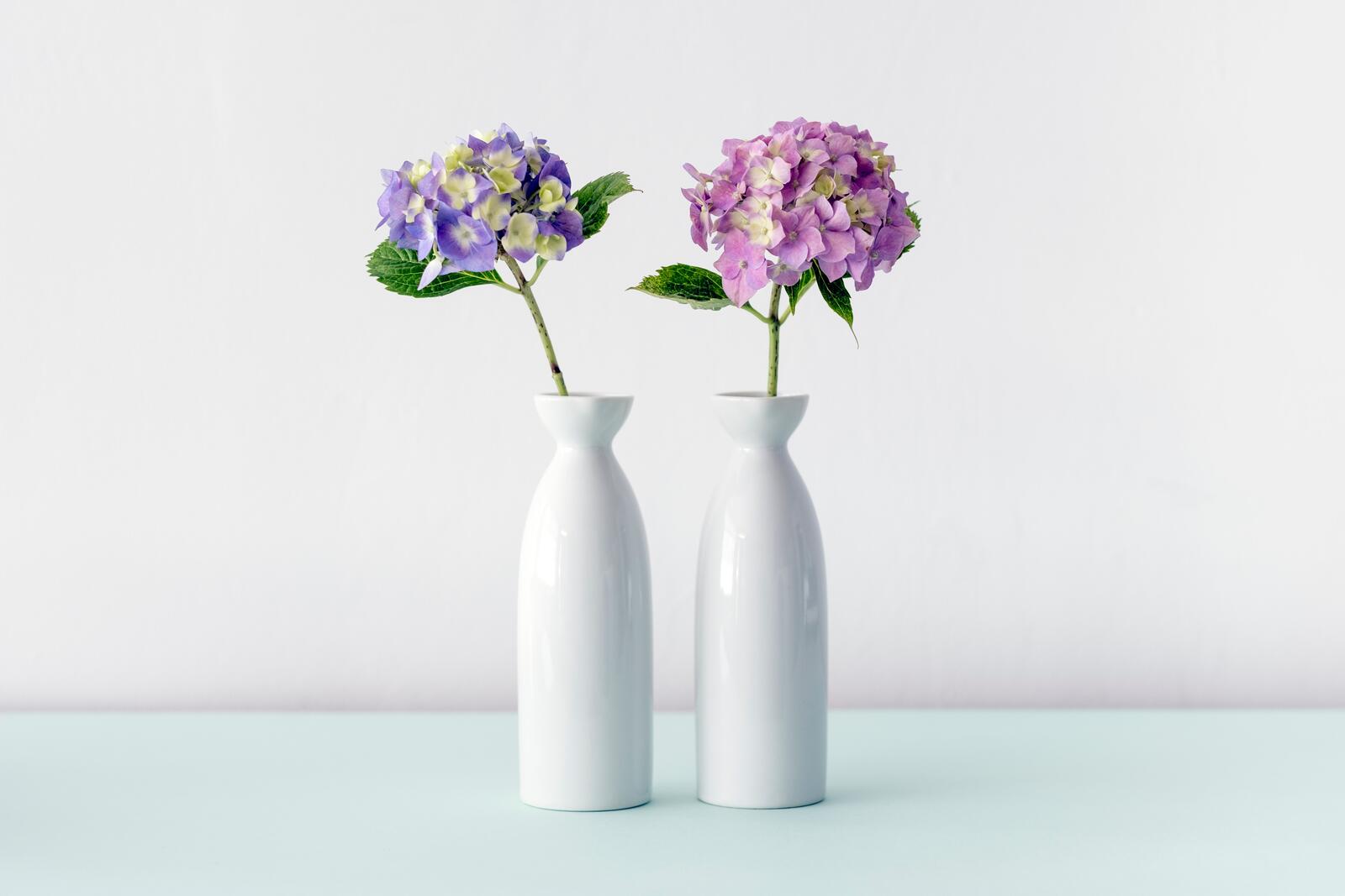 免费照片两个白色的花瓶，上面有紫色的花
