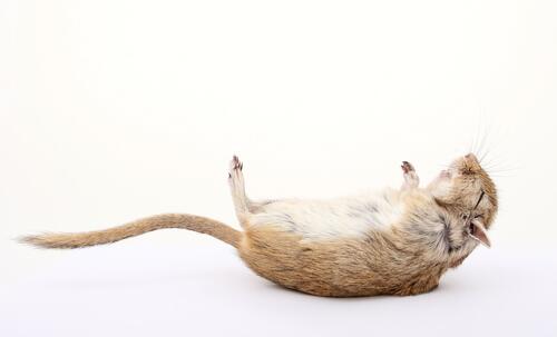 A small dead mouse on a white background