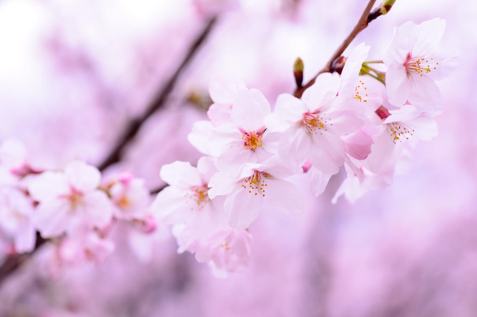 Бесплатное фото Нежно-розовые цветочки на ветке