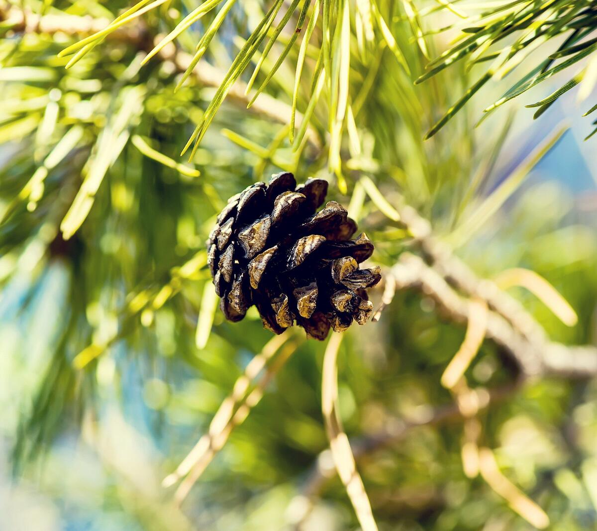 A lone pinecone on a branch