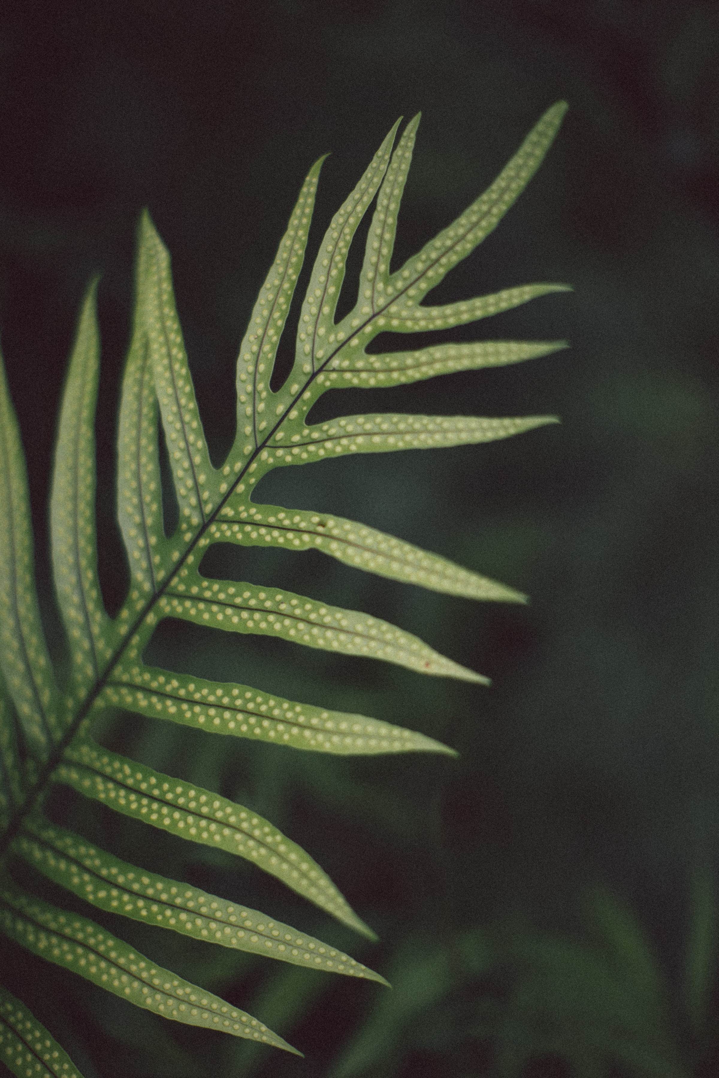 Wallpapers plant fern freen on the desktop