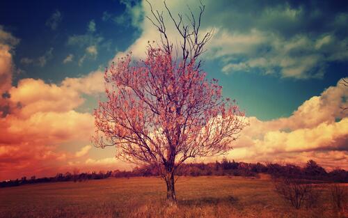 A lone tree blooming with pink flowers.